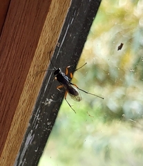 Auplopus mellipes