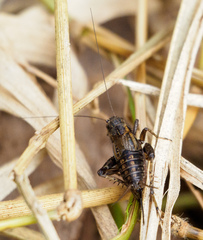 Allonemobius fasciatus