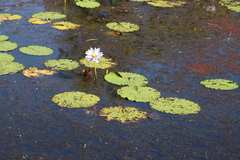 Nymphaea gigantea