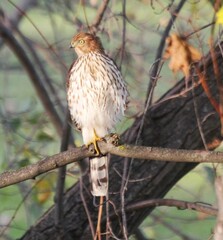 Accipiter cooperii
