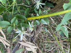 Clematis aristata