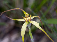 Caladenia orientalis