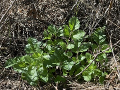 Tauschia arguta