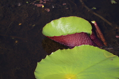 Nymphaea gigantea