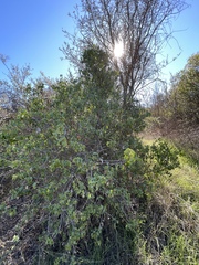 Prunus ilicifolia ilicifolia