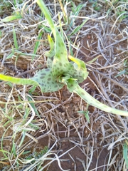 Ledebouria inquinata