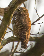Glaucidium cuculoides