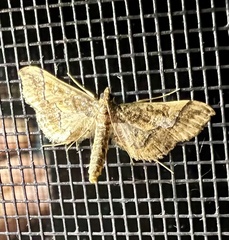 Idaea trypheropa