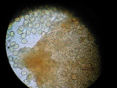 Ophiotheca chrysosperma