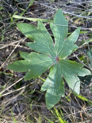 Delphinium cardinale