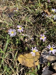 Symphyotrichum divaricatum