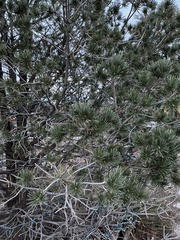Pinus strobiformis