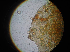 Ophiotheca chrysosperma