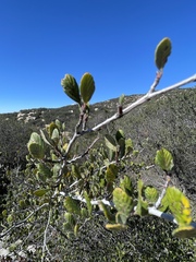 Cercocarpus betuloides