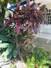 Cordyline fruticosa