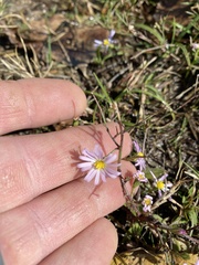 Symphyotrichum divaricatum