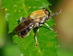 Pterallastes thoracicus