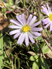 Symphyotrichum divaricatum