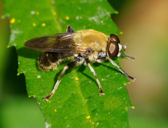 Pterallastes thoracicus