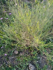 Baccharis notosergila