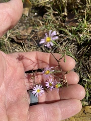 Symphyotrichum divaricatum