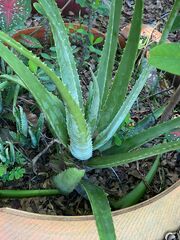 Aloe