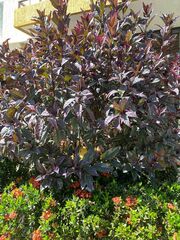 Graptophyllum pictum