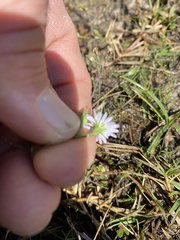 Symphyotrichum divaricatum