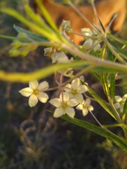 Gomphocarpus physocarpus