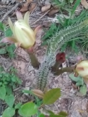 Praecereus euchlorus