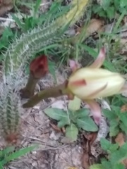 Praecereus euchlorus