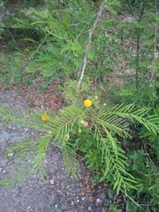 Vachellia aroma
