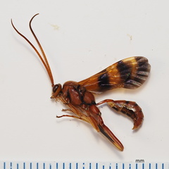 Compsocryptus texensis