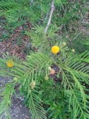 Vachellia aroma