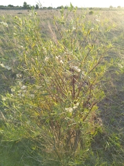 Lessertia frutescens