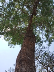 Sapium glandulosum