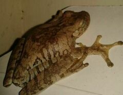 Boana platanera