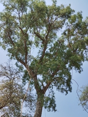 Sapium glandulosum