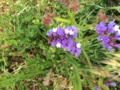 Limonium sinuatum