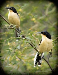 Donacobius atricapilla