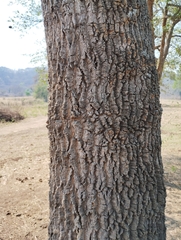 Sapium glandulosum