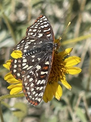 Euphydryas chalcedona hennei