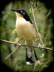 Donacobius atricapilla