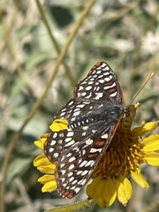 Euphydryas chalcedona hennei
