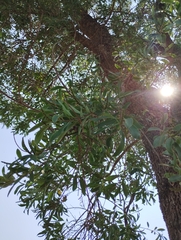 Sapium glandulosum