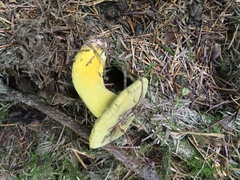 Hypomyces luteovirens