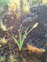 Albuca bracteata