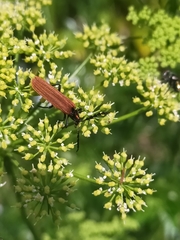 Pseudolycus torridus