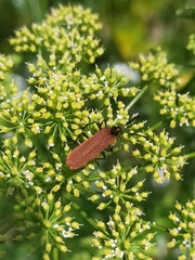 Pseudolycus torridus