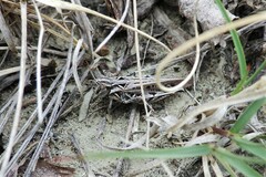 Psoloessa delicatula